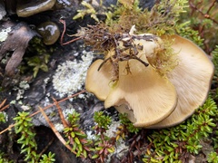 Sarcomyxa serotina