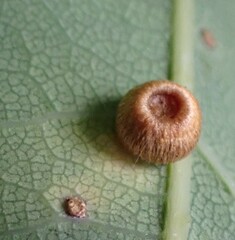 Neuroterus numismalis