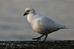 Chionis albus