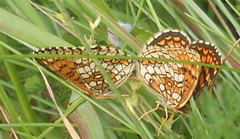 Melitaea athalia
