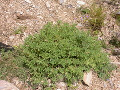 Astragalus sempervirens