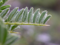 Astragalus sempervirens