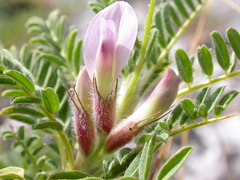 Astragalus sempervirens