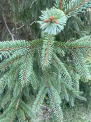 Picea
