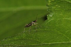 Dicyphus
