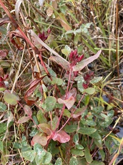 Hypericum virginicum
