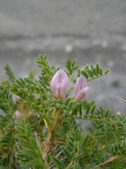 Astragalus sempervirens