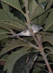 Sylvia atricapilla heineken