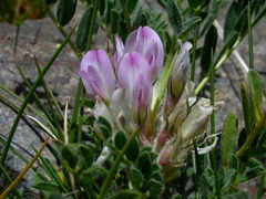 Astragalus sempervirens
