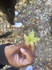 Sanicula canadensis