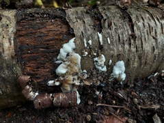 Gloeoporus dichrous