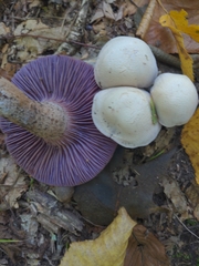 Laccaria ochropurpurea