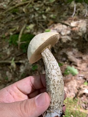 Leccinellum albellum