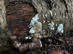 Gloeoporus dichrous