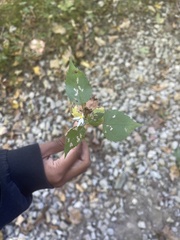 Eurybia divaricata