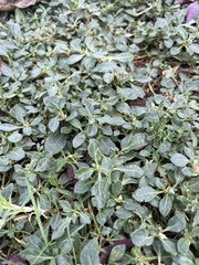 Amaranthus blitoides