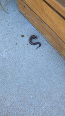 Sistrurus miliarius streckeri