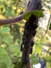 Tuberolachnus salignus