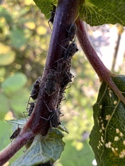 Tuberolachnus salignus