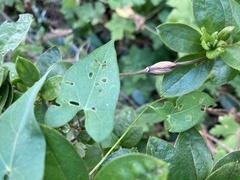 Neolasioptera vitinea