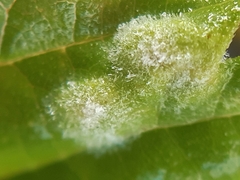 Podosphaera macularis