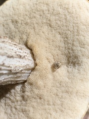 Leccinellum albellum