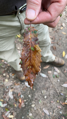 Quercus muehlenbergii