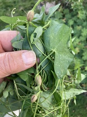 Neolasioptera vitinea