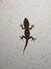 Tarentola delalandii