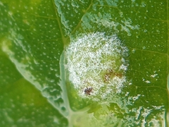 Podosphaera macularis