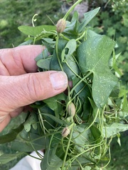 Neolasioptera vitinea