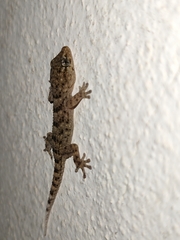 Tarentola delalandii