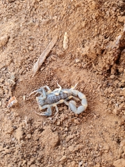 Uroplectes olivaceus