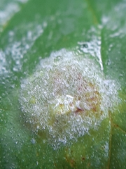 Podosphaera macularis