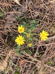 Chrysopsidinae