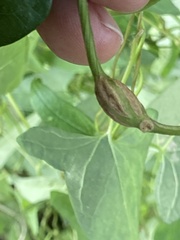 Neolasioptera vitinea