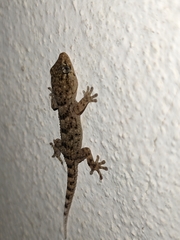 Tarentola delalandii