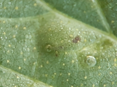 Podosphaera macularis