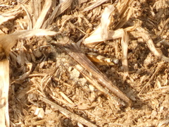 Acrotylus