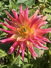 Agapostemon texanus