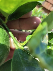 Paraneda viridescens