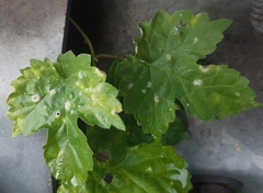 Podosphaera macularis