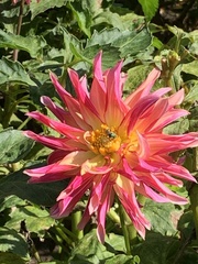 Agapostemon texanus