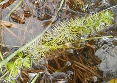 Utricularia intermedia