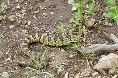 Crotalus molossus