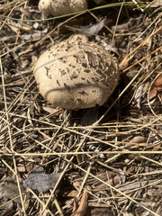 Chlorophyllum molybdites