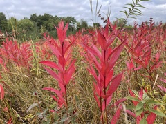 Decodon verticillatus