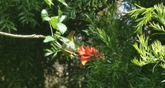 Zosterops virens capensis