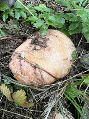 Lactarius sanguifluus