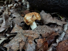 Russula fragrantissima
